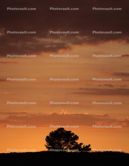 sunset, trees, Sonoma County