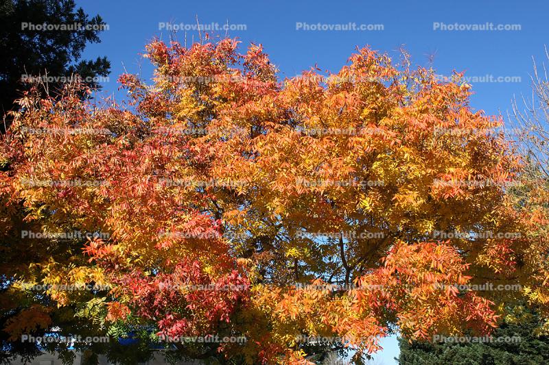 Autumn, Sonoma County