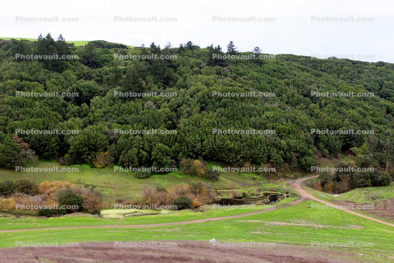 Forest, dirt road, Sonoma County, Hills, Hillside