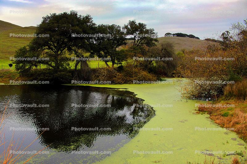 Pond, Lake, Reservoir, Sonoma County, water