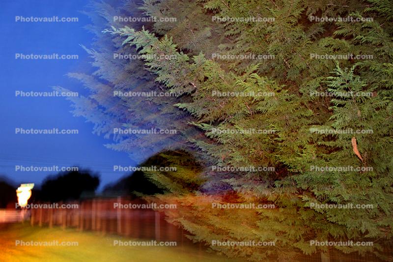 motion blur trees