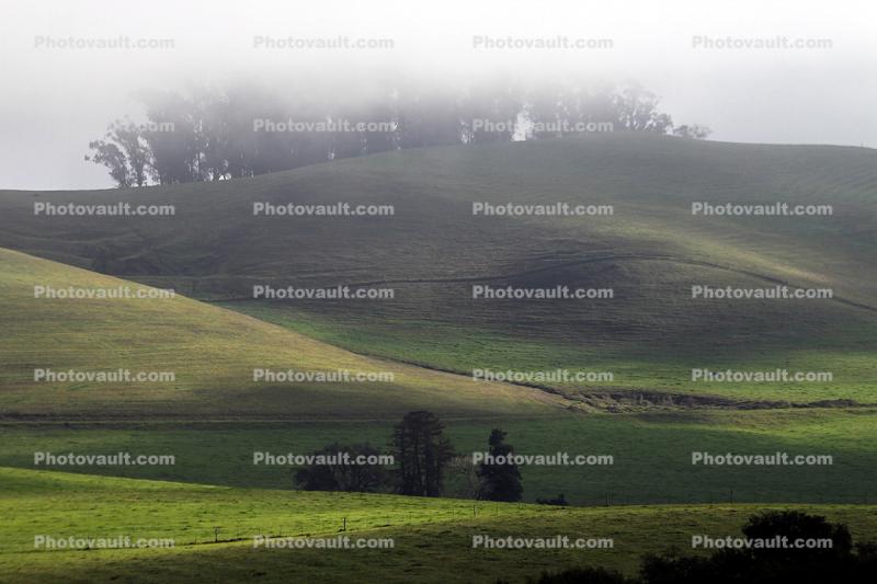 Trees, rolling Hills, Two-Rock, smooth, Sonoma County
