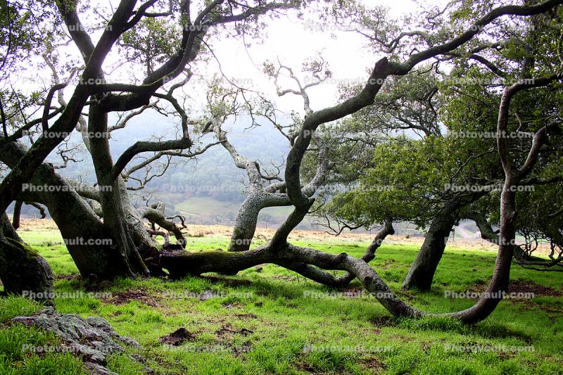 Trees, Hills, Two-Rock, Sonoma County
