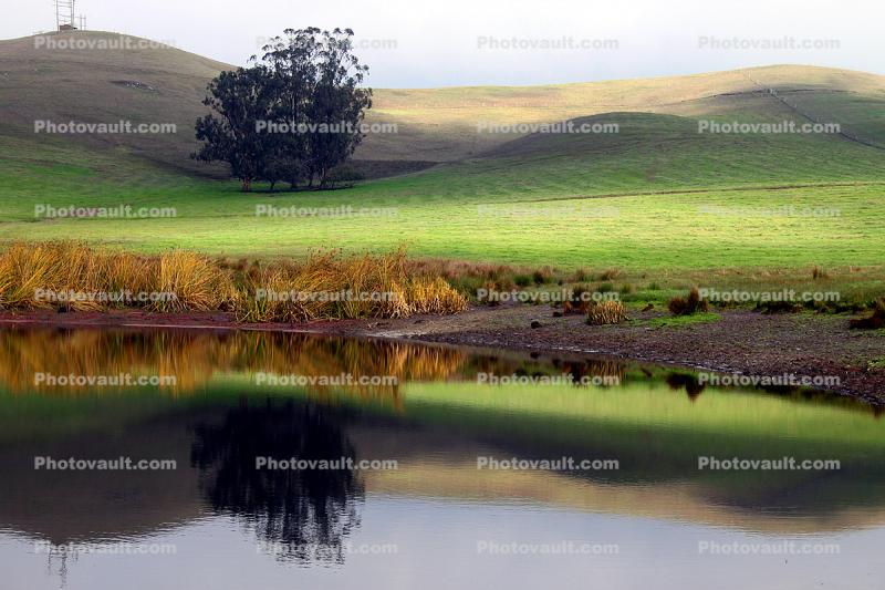 Trees, Hills, Pond, Reflection, Reservoir, Lake, Water