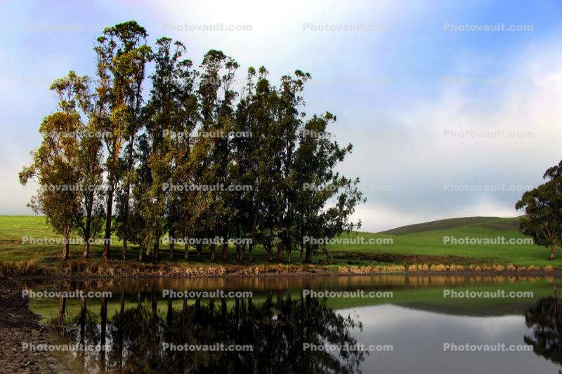 Trees, Hills, Pond, Reflection, Reservoir, Lake, Water, Eucalyptus Trees