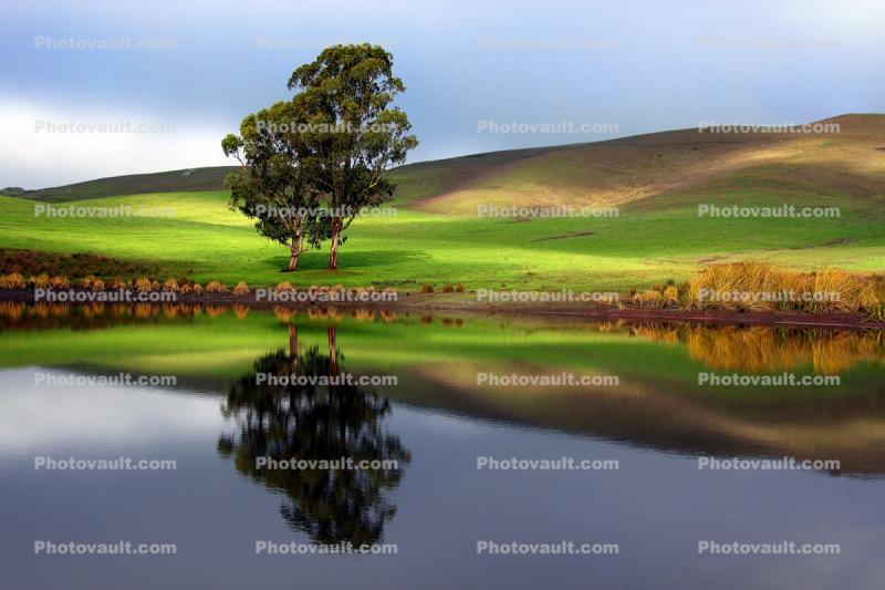 Trees, Hills, Pond, Reflection, Reservoir, Lake, Water, cottagecore