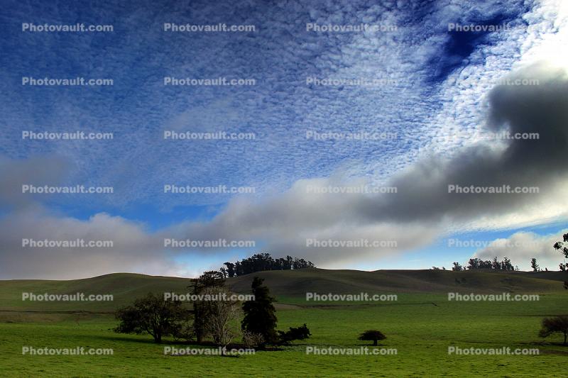 Hills, Fields, Clouds, Eucalyptus Trees