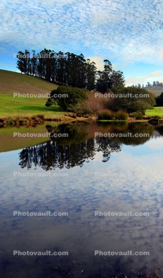 Hills, Fields, Water, Reservoir, Pond, Reflection, Lake, Eucalyptus Trees, Alto Cumulus Clouds