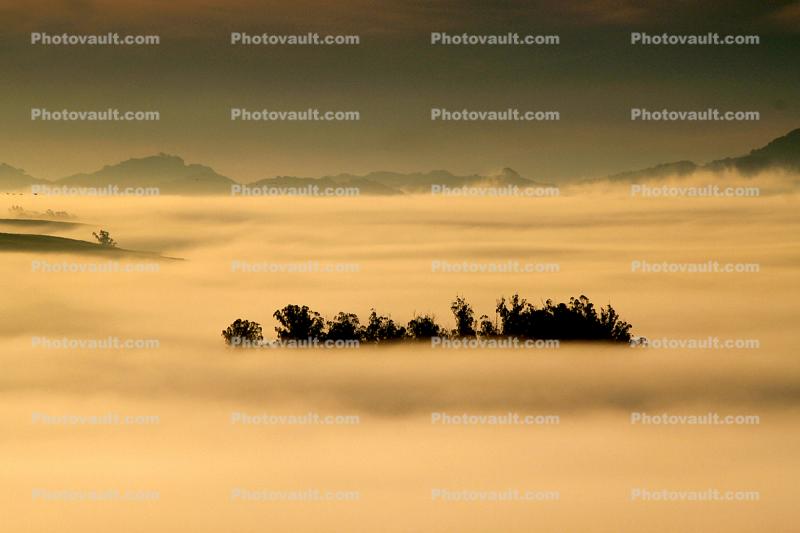 Hills, Trees, Fog, Clouds, Morning, Eucalyptus Trees