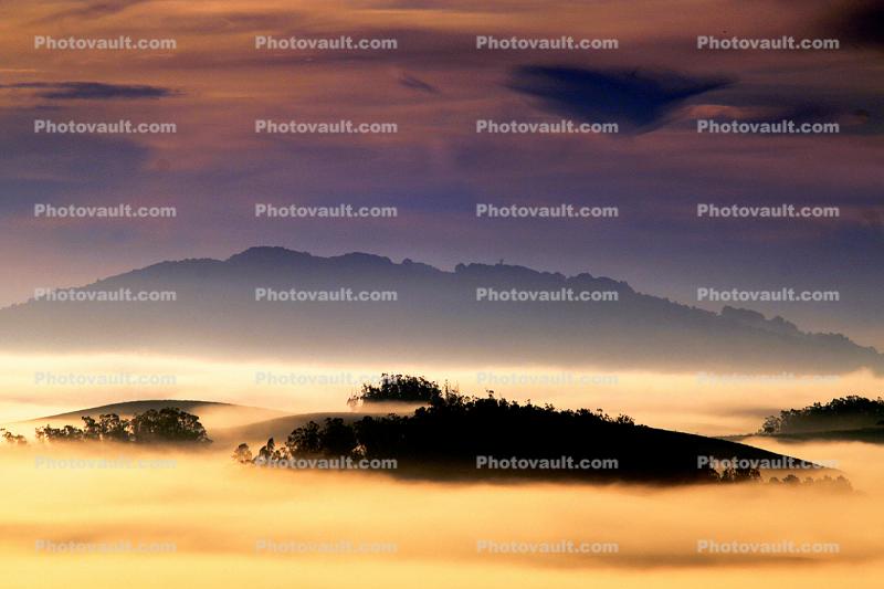 Hills, Trees, Fog, Clouds, Morning, Eucalyptus Trees, Sonoma Mountains