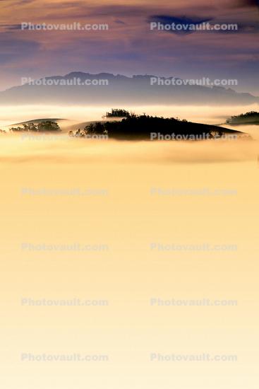 Hills, Trees, Fog, Clouds, Morning, Eucalyptus Trees, Sonoma Mountains