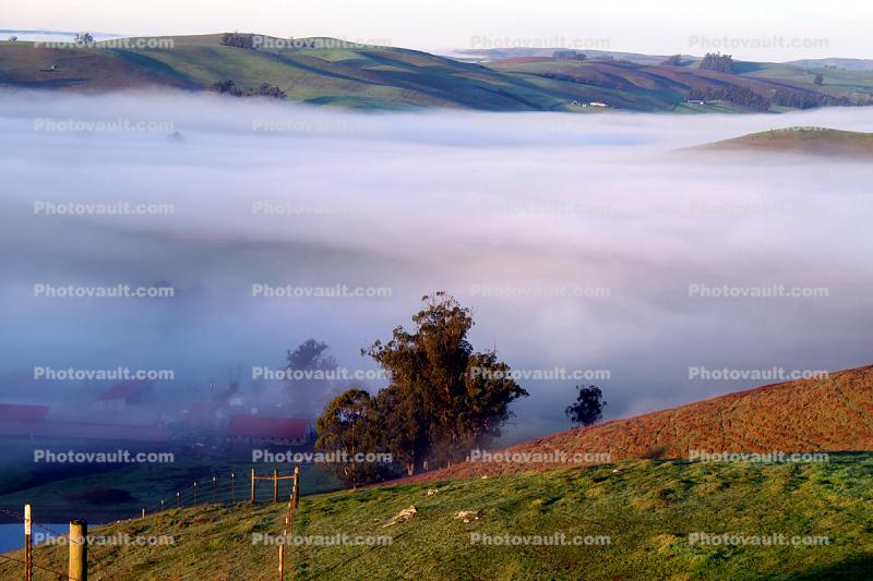Hills, Trees, Fog, Clouds, Morning, Eucalyptus Trees, Mountains