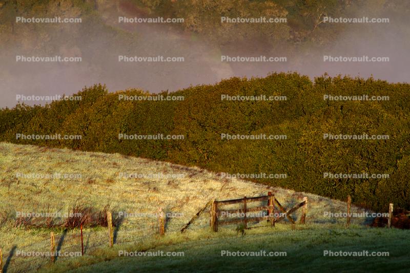 Two Rock Hills, Trees, Fog, Forest, Morning, fence
