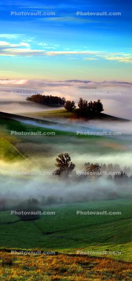 Morning, Hills, Trees, Fog, Clouds, Eucalyptus Trees, bookmark