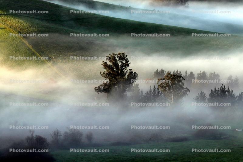 Morning, Hills, Trees, Fog, Eucalyptus Trees