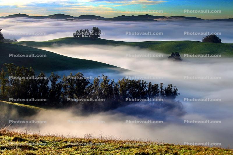 Morning, Hills, Trees, Fog, Clouds, Eucalyptus Trees, Mountains