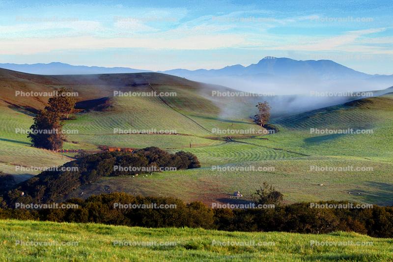 Morning, Trees, Fog, Hills, Clouds, Eucalyptus Trees, Mountains, Mount Saint Helena