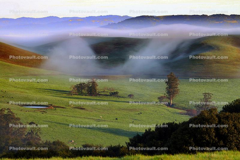 Morning, Trees, Fog, Hills, Clouds, Eucalyptus Trees, Mountains