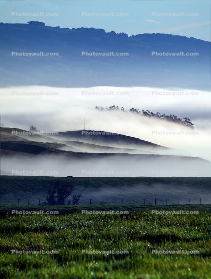 Morning, Trees, Fog, Hills, Clouds, Eucalyptus Trees, Mountains