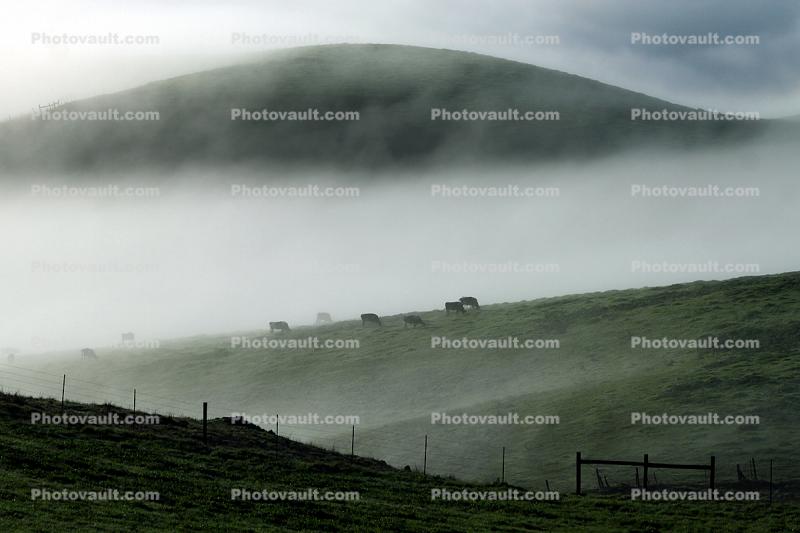 Grazing Cows, Morning, Fog, Hills, Clouds, bucolic, fence