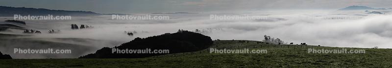 Sonoma Mountain Range, Hills, Fog, Clouds, Morning, Eucalyptus Trees