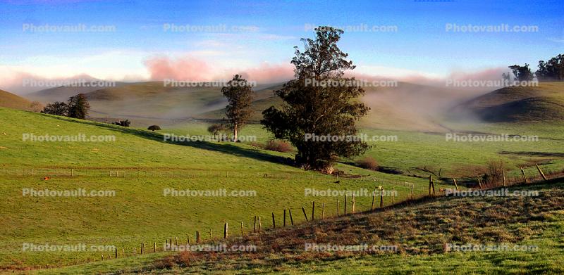Hills, Fog, Clouds, Morning, Eucalyptus Trees, fence