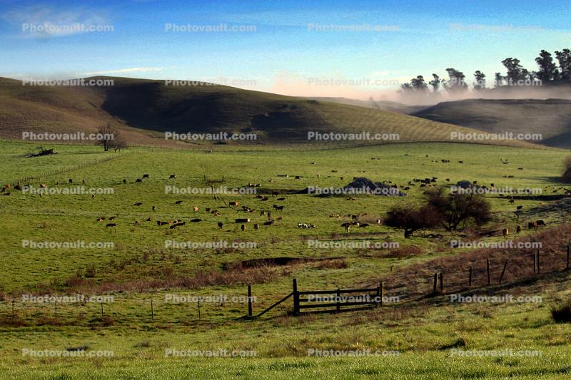 Hills, Trees, Morning, Fog, Fence, Cows