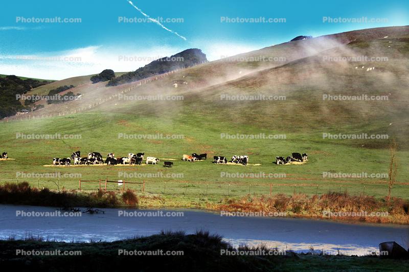 Cows, Pond, Hills, Trees, Reflection, Lake, Reservoir, Water, fields