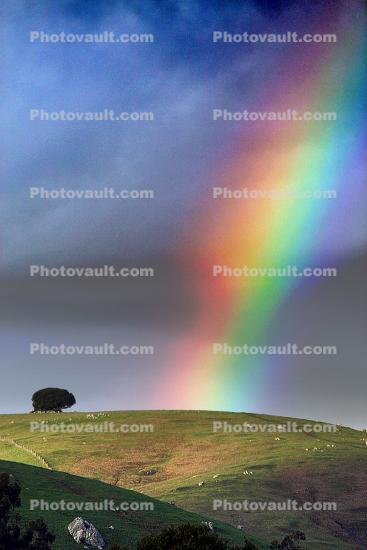 Tree, Rainbow, Hills, clouds