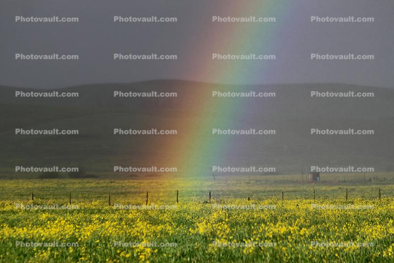 Rainbow, Yellow Flower Fields, hills, clouds