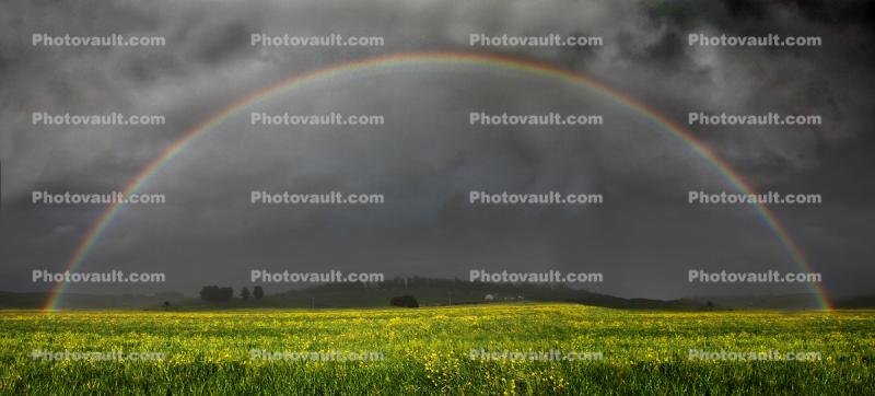 Full Rainbow, Yellow Flower Fields, hills, dark clouds, Panorama