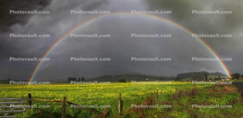 Full Rainbow, Yellow Flower Fields, hills, clouds, Panorama