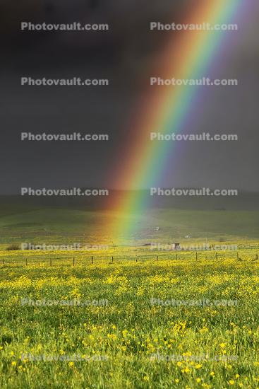 Rainbow, Yellow Flower Fields, hills, clouds, fence
