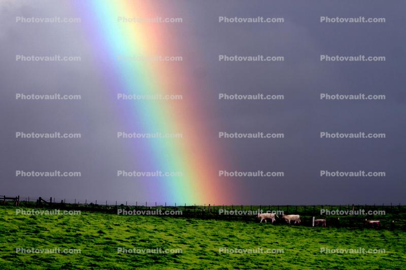 Rainbow, Fields, clouds, ran, cows