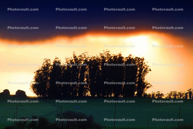 Clouds, Sunset, Eucalyptus Trees
