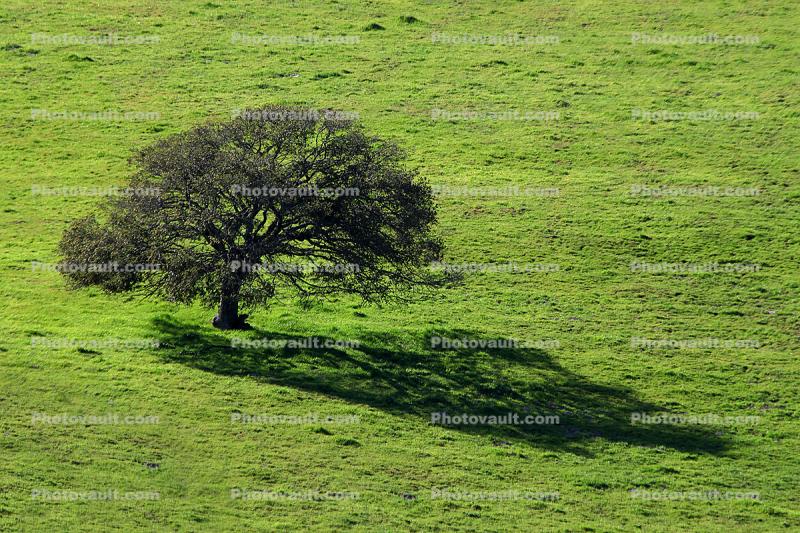 Lone Tree, Field, Shadow, Hills