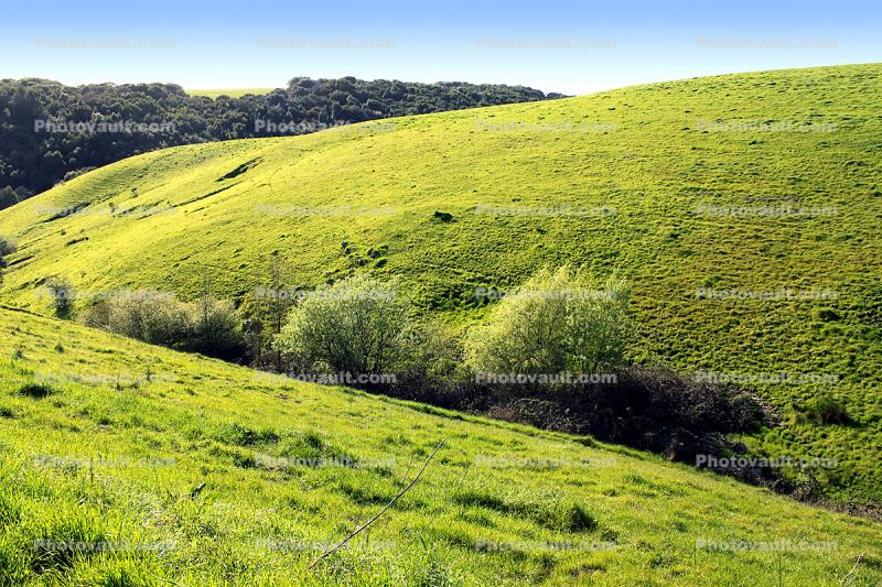 Field, Hills, Springtime, Trees, Two-Rock, Sonoma County, Hillside