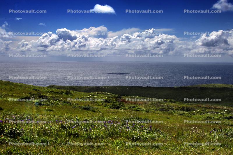 Grass Field, Hills, clouds, Marin County, Pacific Ocean