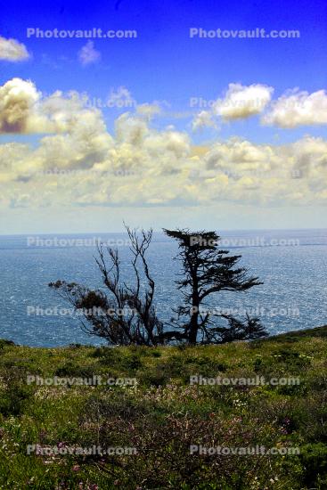 Cypress Tree, Grass Field, Hills, clouds, Marin County, Pacific Ocean
