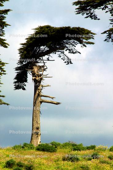 Cypress Tree, Marin County