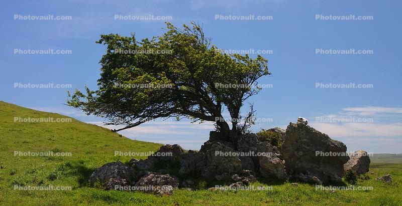 Tree in a Rock, Bodega, Sonoma County