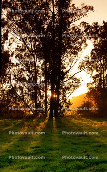 Field, Trees, Sunset, Two-Rock, Sonoma County