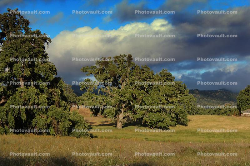 Oak Tree, Bolinas, Marin County, California