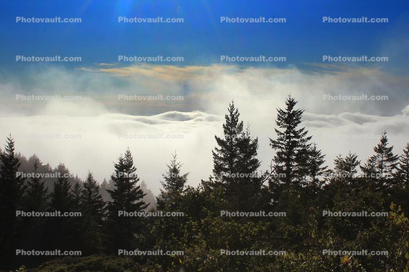 Fog over the Water, Trees, Bodega Bay