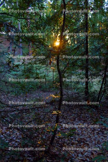 Sun Thru a dark mystical redwood forest