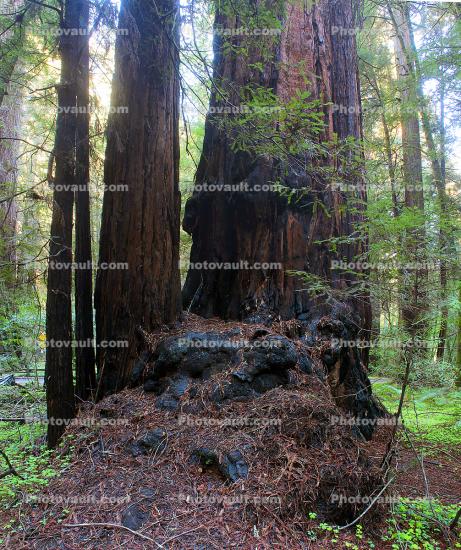 Redwood trees, Forest, burl