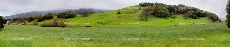 springtime, hills, grass, trees, Marin County