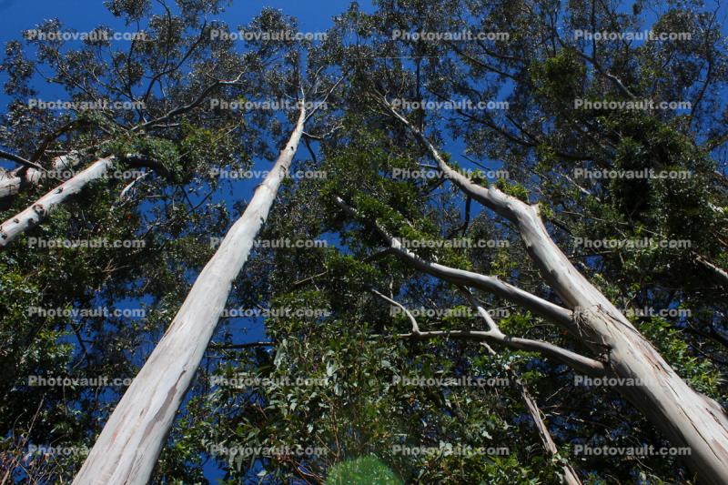 Eucalyptus Tree, leaves, leaf