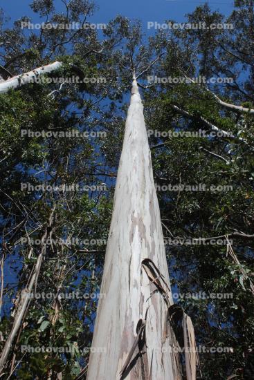 Eucalyptus Tree, leaves, leaf