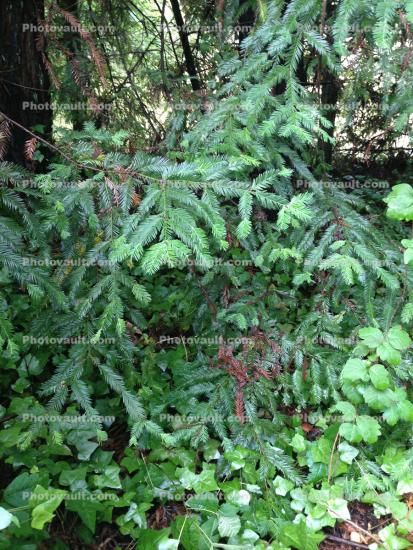 pine needles, ivy